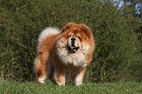 CHOW CHOW 426